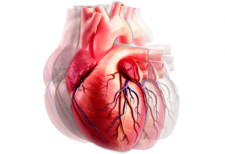 heart beating